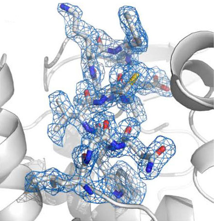 Close-up view of the structure of lysozyme based on the electron-density map