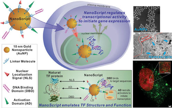 Nanoscript