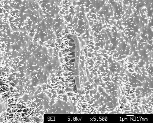 Scanning electron micrograph of B subtilis on nanowire surfaces