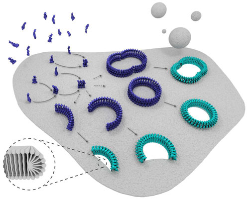 Schematic illustration of how suilysin, a bacterial cholesterol-dependent cytolysin, drills holes in cell membranes