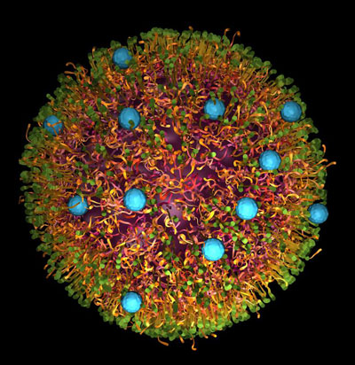nanoparticle loaded with drug in the core (purple) and specific dye marker at the surface of the particle (blue dots)