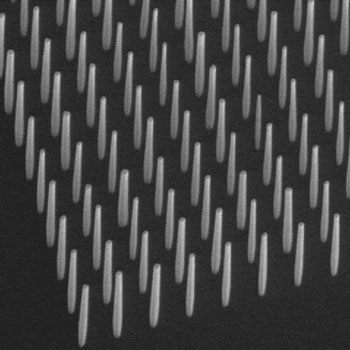Scanning electron microscope image of an array of GaN nanowires with a spacing of 800 nm