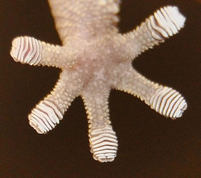 Underside of Gecko Foot