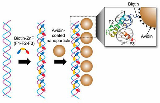 A Mimetic Diagram of NPCs Manufacturing Technique Using DNA Binding Protein Zinc Finger