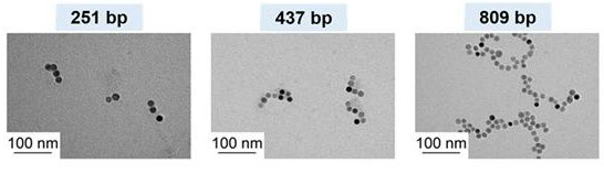 Transmission Electron Microscopy Images showing different sizes of NPCs depending on the length of the DNA