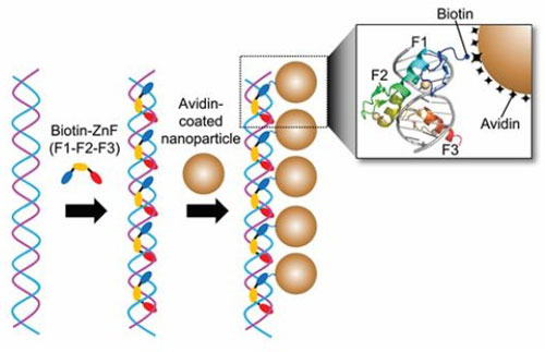 A mimetic diagram of nanoparticle cluster manufacturing technique using DNA binding protein zinc finger