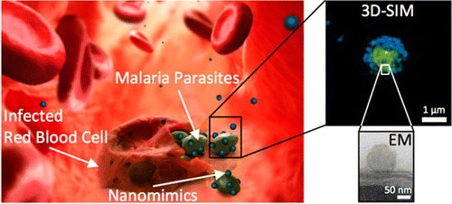 malaria parasites leaving red blood cells
