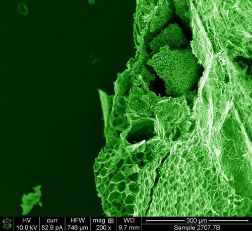 the complex multiscale structure of a carbonized mouse spleen