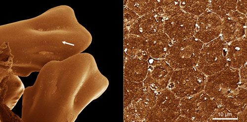 Chicken feet and skin-cells turned to glass