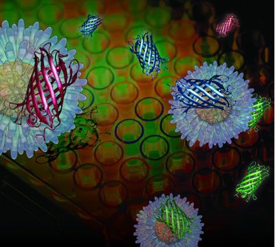 Red, Green and Blue Outputs Provided by Fluorescent Proteins