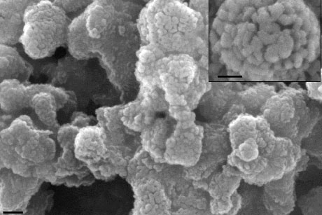 A scanning electron microscopy image of the amine sorbent