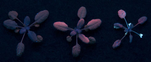 quantum dots in plants