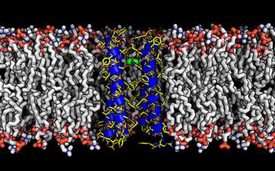 Rocker (blue ribbons and yellow sticks) is an artificially designed protein