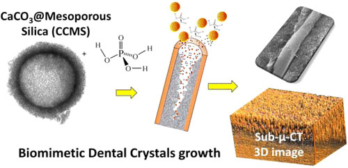biomimetic dental crystall growth