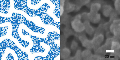 Net-like Structure of Hierarchically Porous Polymers with Mesopores and Micropores on the walls of Mesopores