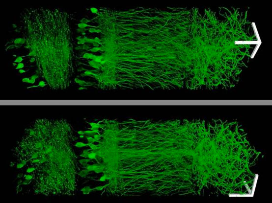 neurons in the hippocampu
