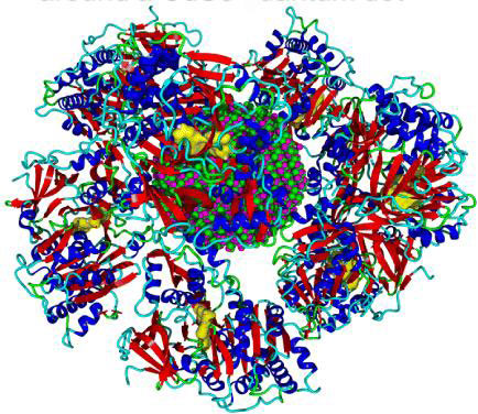 protein corona of firefly luciferase around a CdSe quantum dot