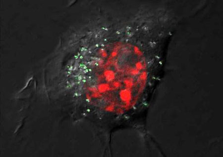 Microscope image of a cell with silver nanoparticles with green fluorescence and red-stained nucleus