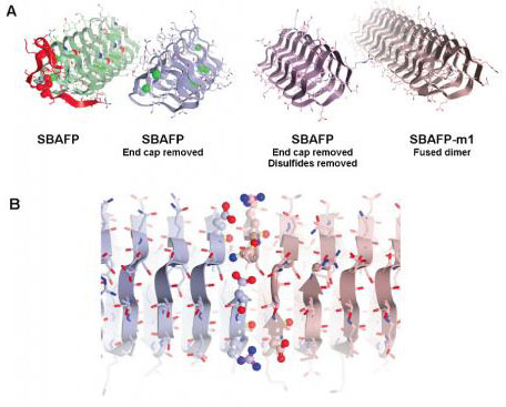 Creating a Self-Assembling Protein