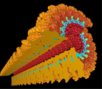 Making a Control from a Plant Virus
