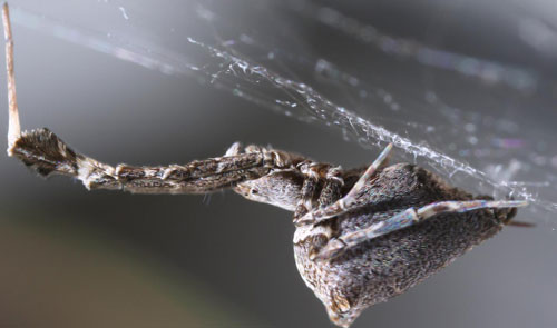 Uloborus plumipes