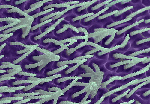 False colour SEM image of a small part of the cribellum spinning plate