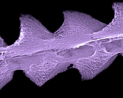 The cribellate capture thread of Uloborus plumipes