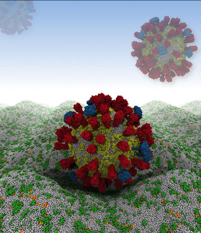 Influenza A Viruses Attack Cell