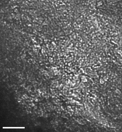 hydroxylated carbon-60 molecules crosslink with metals
