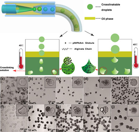a microfluidic device to create biocompatible particles called shape-controllable microgels