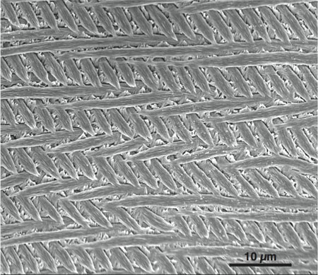 Scanning electron microscope image of inner enamel from the mouse incisor