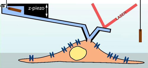An atomic force microscope recording needle (light-blue) serves as a pipette in order to measure a cell