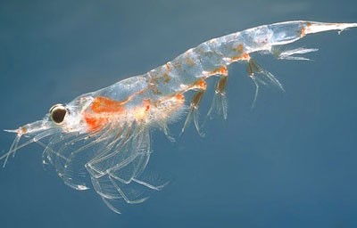 shrimp