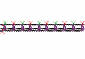 DNA nanotube