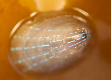 blue-rayed limpet’s shell