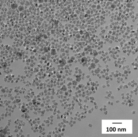 Transmission electron microscopy images of flower-like magnetic nanoparticles