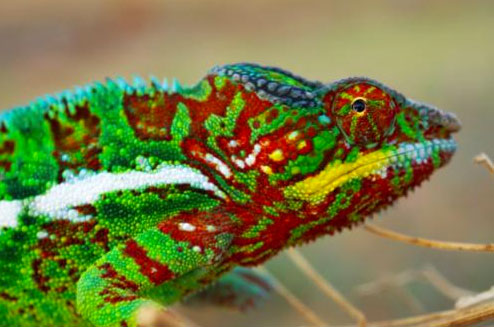 male panther chameleon