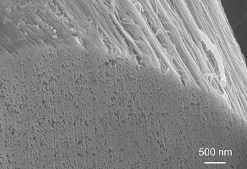 Scanning electron micrscopy image of the cross-section of a CNT yarn