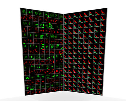 Each green image shows a cell expressing a green-labelled protein of interest. Each red image shows the chromatin/DNA distribution in the cell