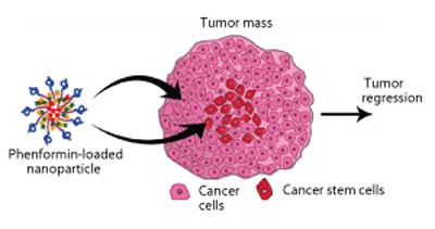 Phenformin-loaded nanoparticles kill both cancer cells and cancer stem cells