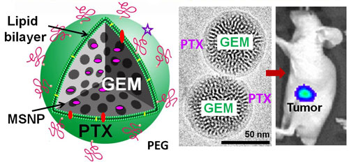 Paclitaxel/Gemcitabine co-delivery inhibits pancreatic cancer