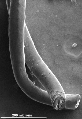 carbon nanotube fibers