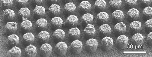 Hierarchical structures comprised of virus-templated nanostructures conformally coatings silicon microstructures