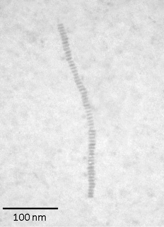 Transmission electron microscope image of barium titanate (BaTiO3) nano-necklaces