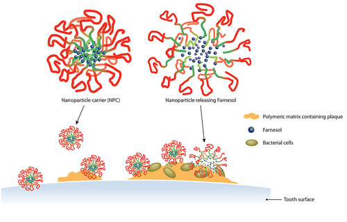 Farnesol is released from the nanoparticle carriers into the cavity-causing dental plaque