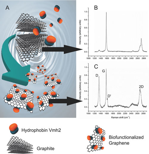 In situ generation of biofunctionalized graphene