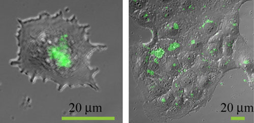 Fluorescent Nanoparticles in Cells