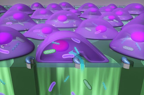 tool that delivers nanoparticles, enzymes, antibodies and bacteria into cells