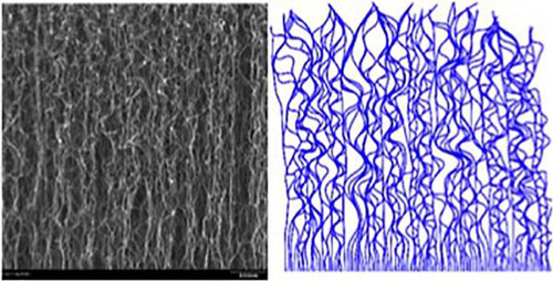 Carbon Nanotube Forest
