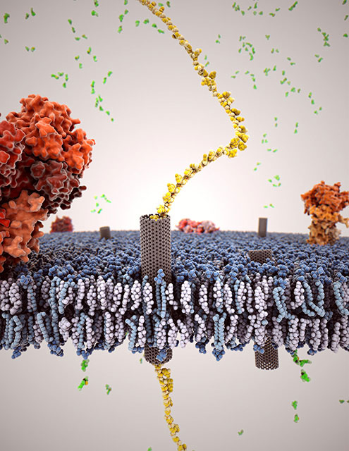 Depiction of carbon nanotube (gray) inserted into a cell membrane, with a single strand of DNA (gold) passing through the nanotube